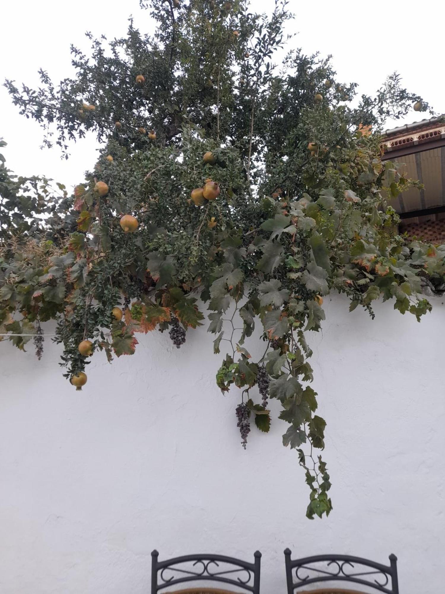 El Molino De Aceite * Baeza